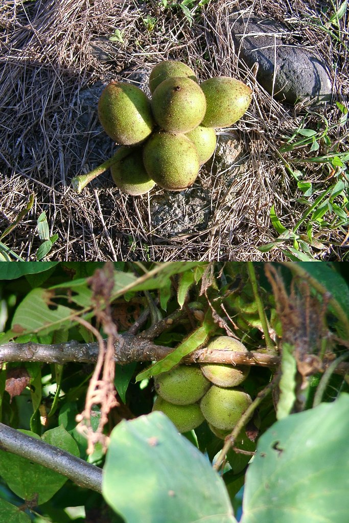 河原のオニグルミが実った！