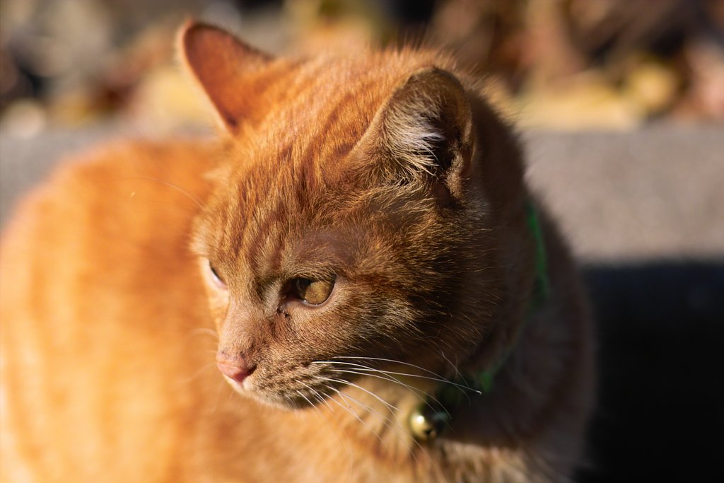 ねこ＠日比谷公園