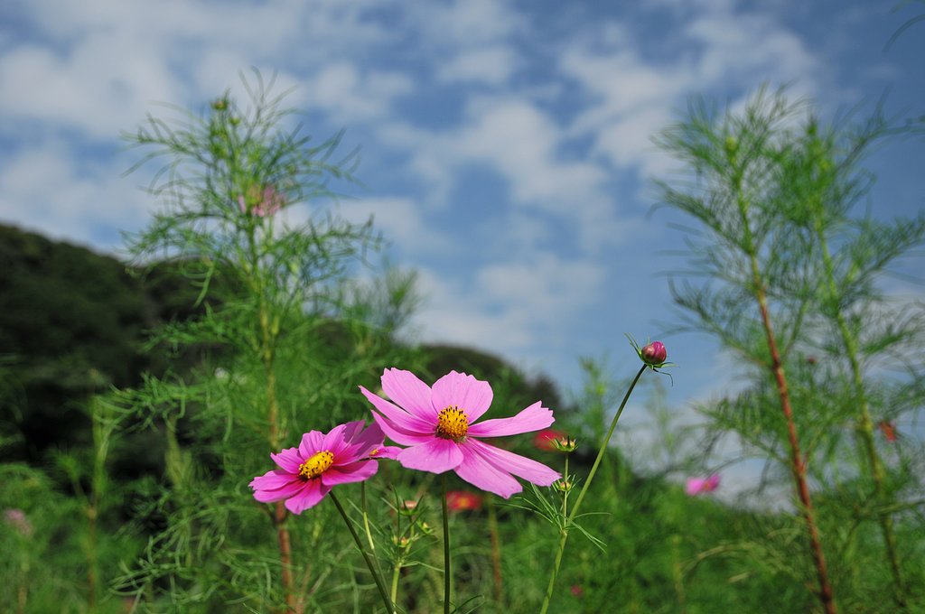 ４分咲き。