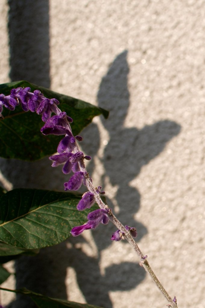 【秋影】花の影