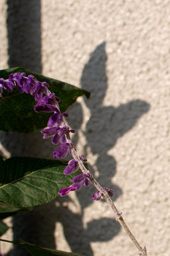 【秋影】花の影