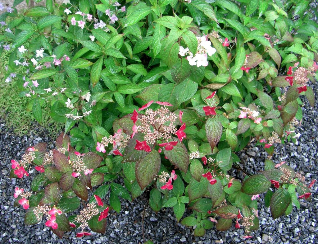 ヤマアジサイの寄せ植え