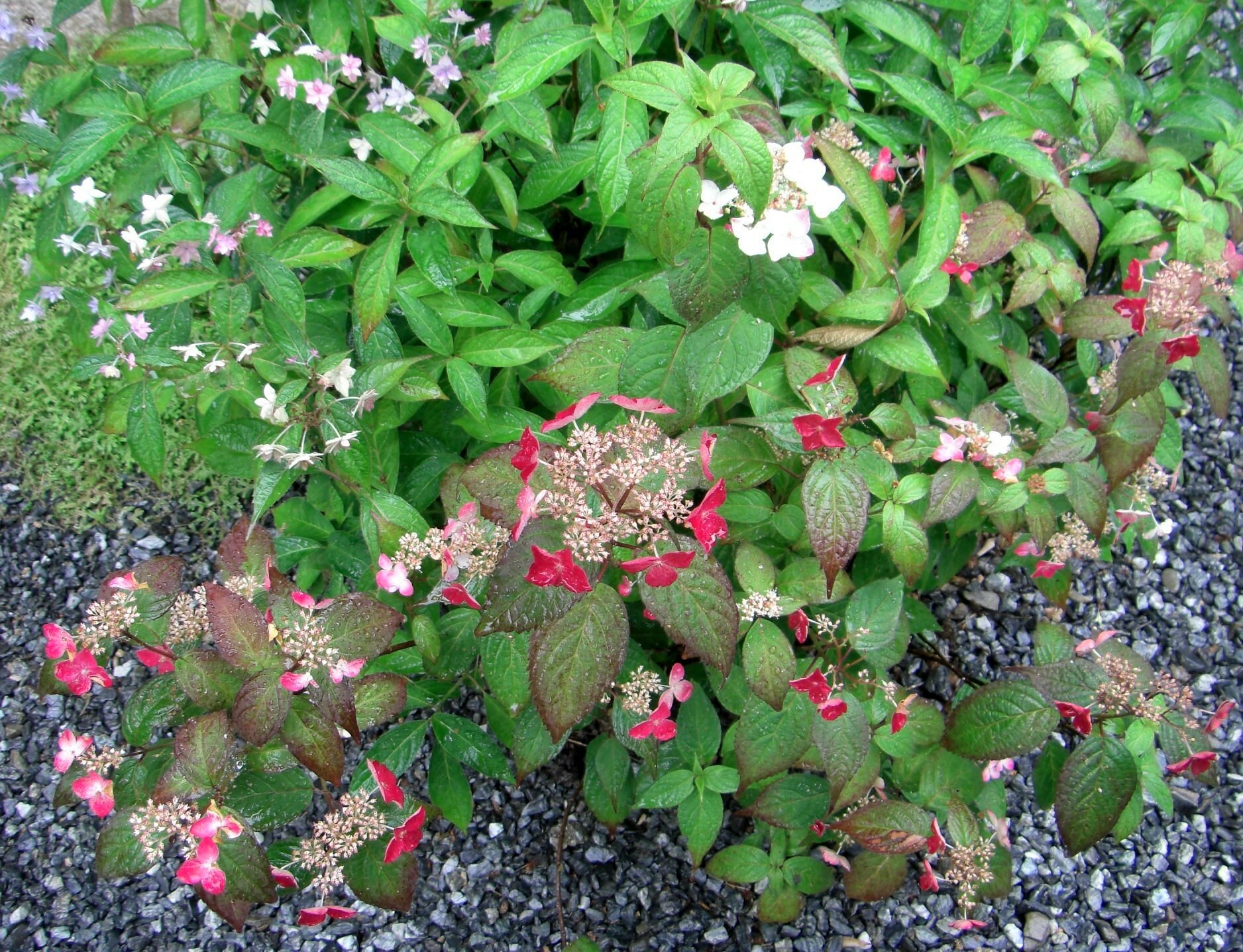ヤマアジサイの寄せ植え