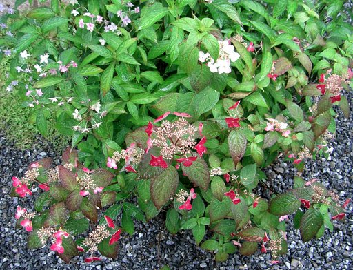 ヤマアジサイの寄せ植え