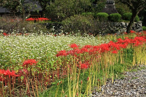 常楽寺の蕎麦と彼岸花