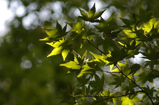 紅葉を待ちながら