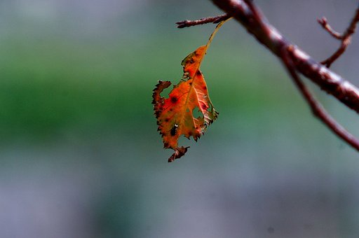 「秋影」最後の一葉