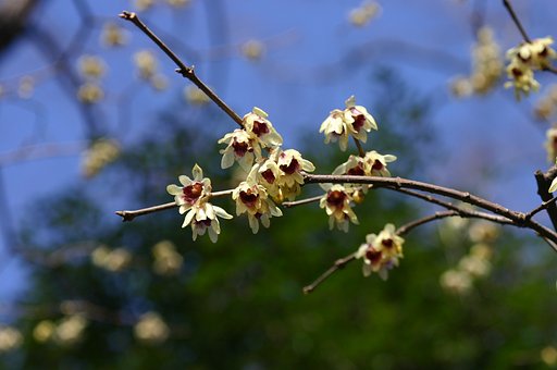 六義園の蝋梅