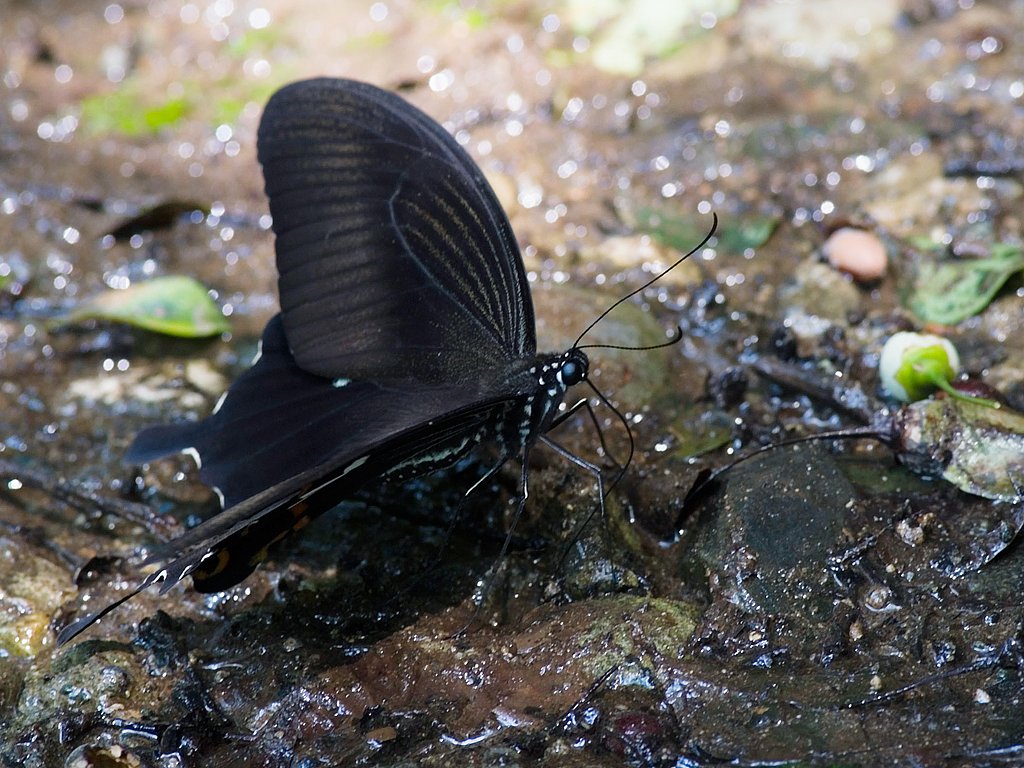 アゲハ
