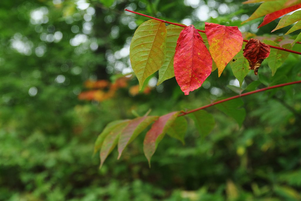 山は紅葉