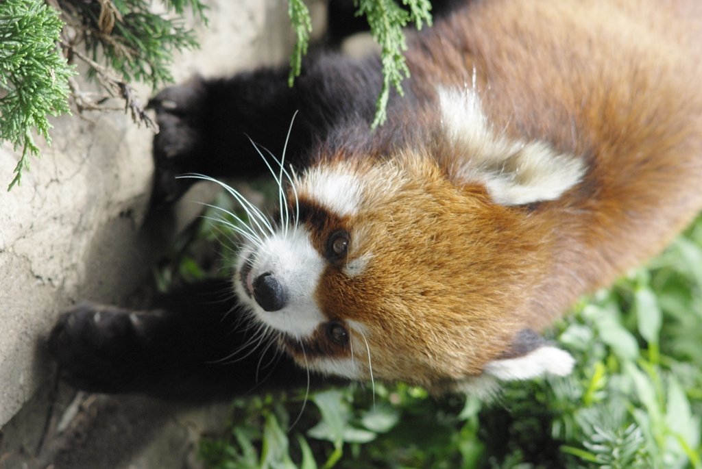 レッサーパンダ