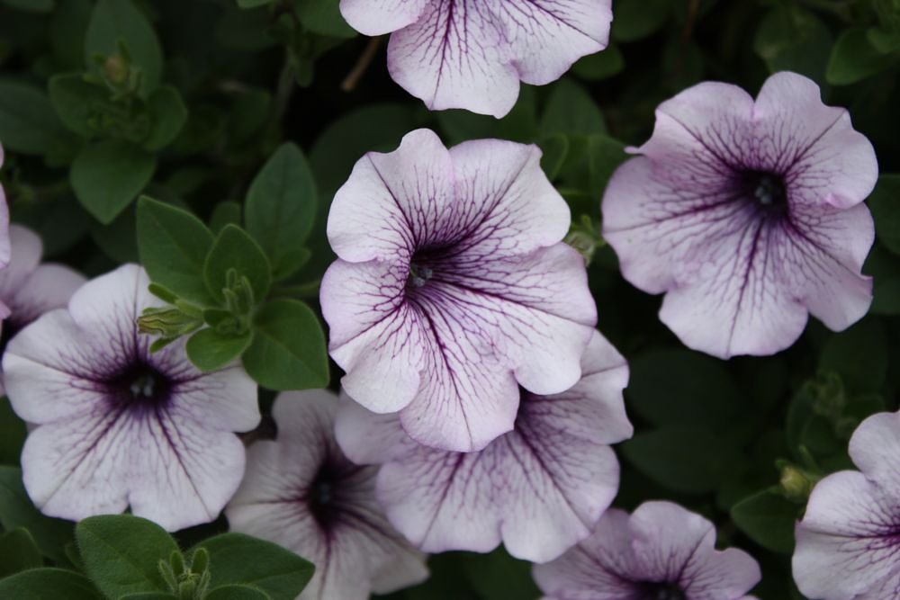 イチデジデビュー