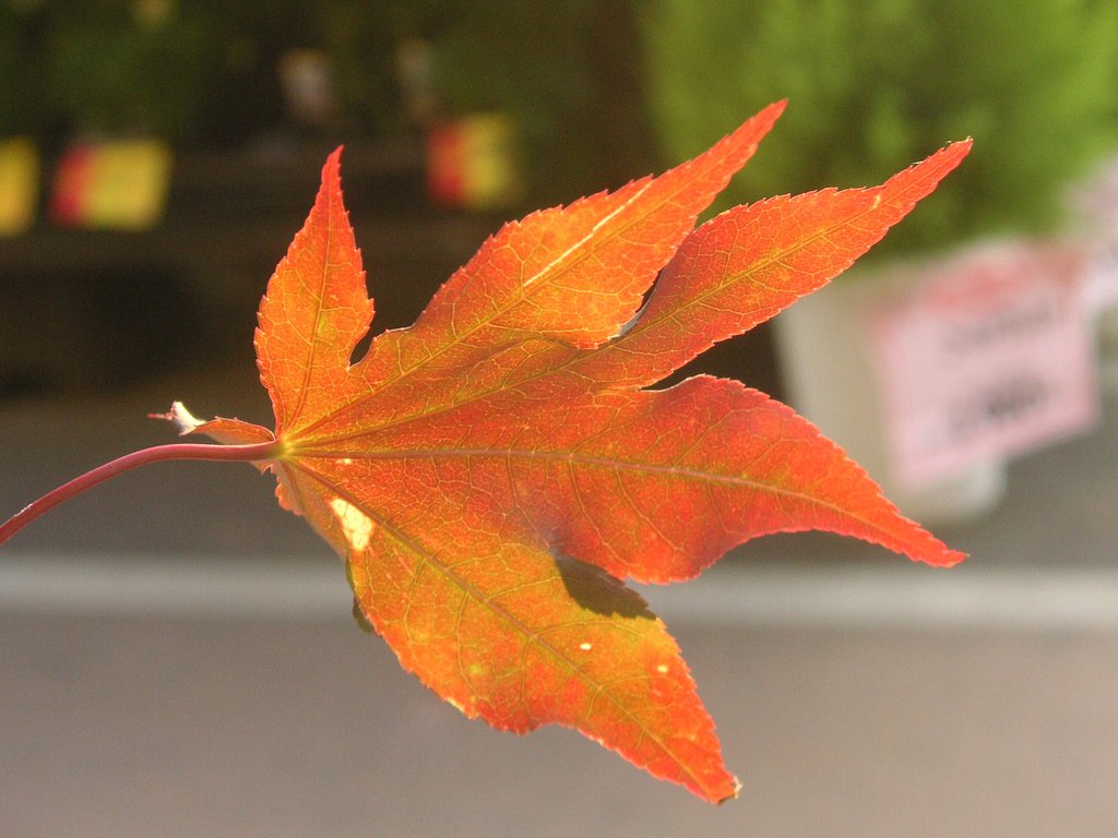 紅葉一葉