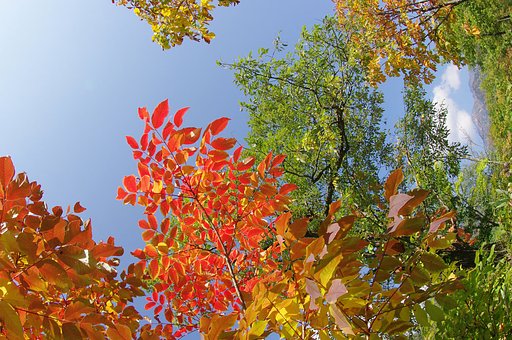 紅葉１番