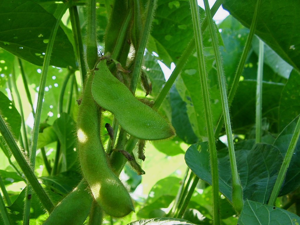 黒豆のサヤが大きくなりつつあります。