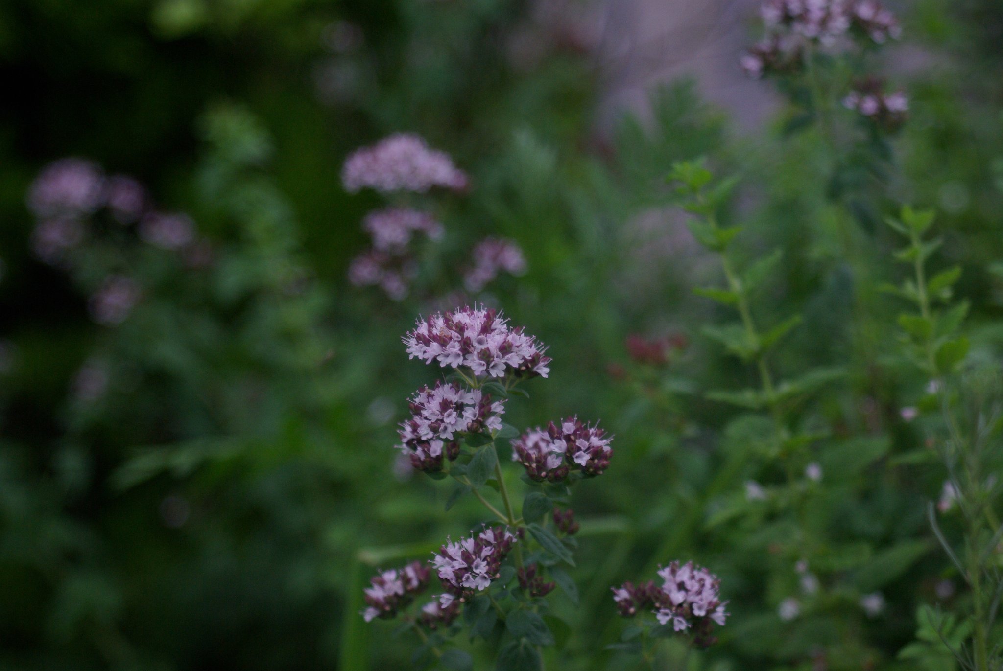 SOM BERTHIOT PARIS 75mm F2.8