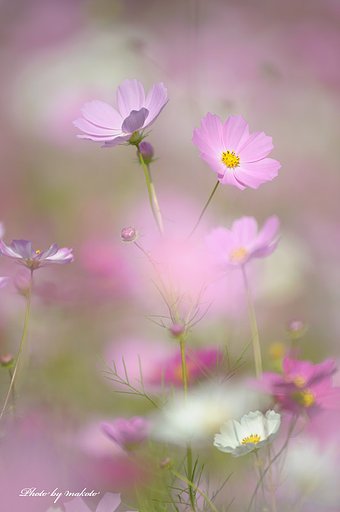 秋桜
