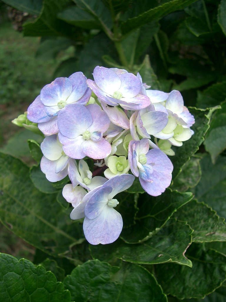〜　秋の紫陽花　〜