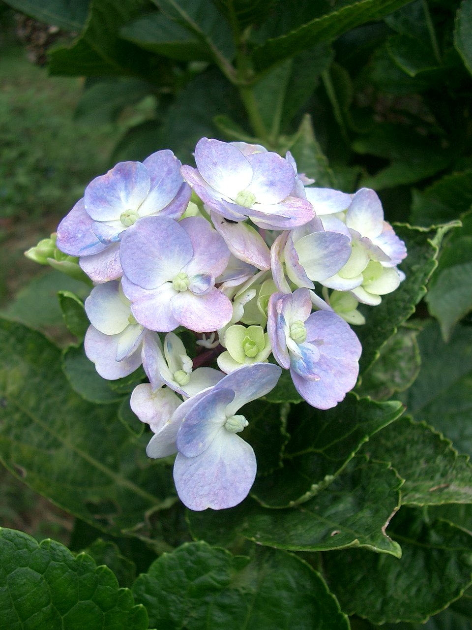 〜　秋の紫陽花　〜