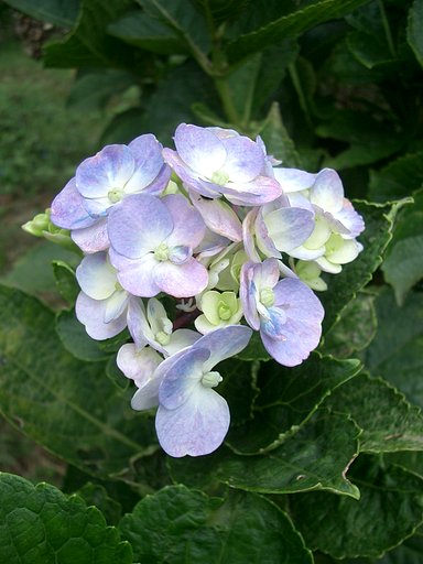 〜　秋の紫陽花　〜