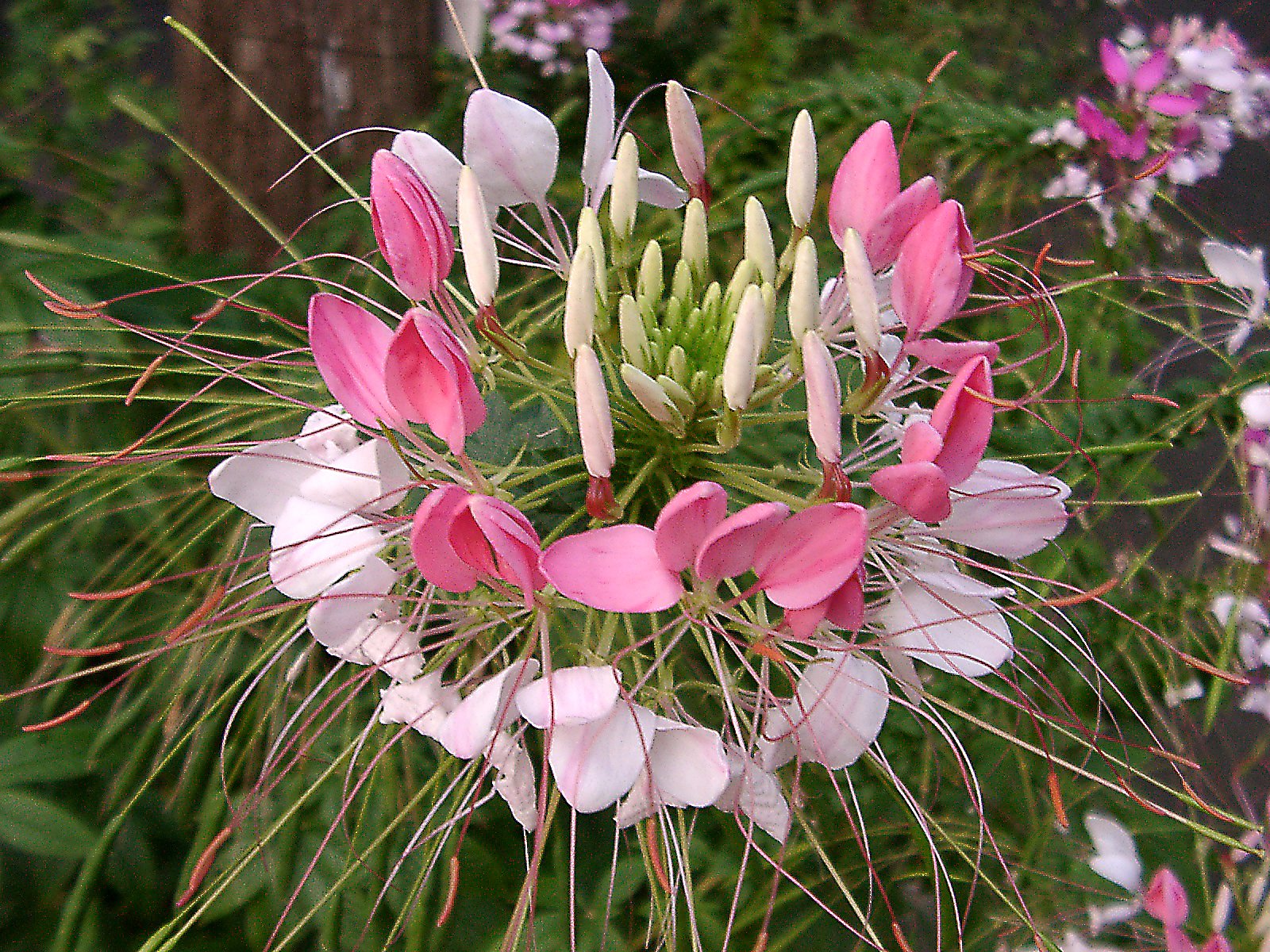 ◇思い出の花・クレオメ