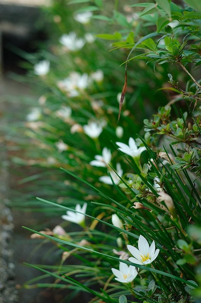 Zephyranthes candida