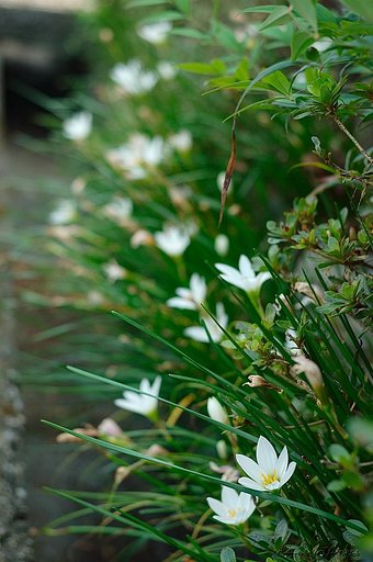 Zephyranthes candida