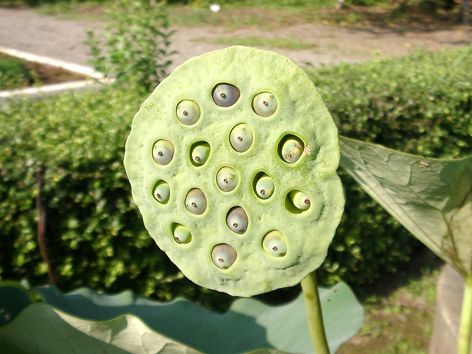 ★初秋の花々-32 ハスの実＝最終回