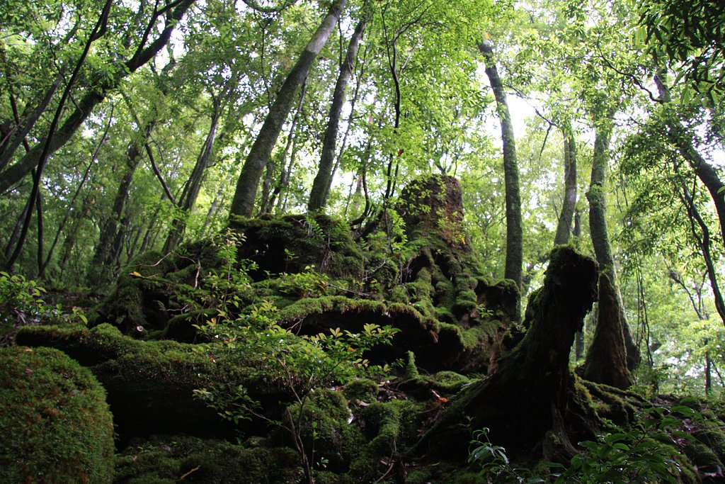 屋久島原生林　その２