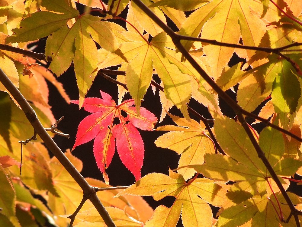 紅一点
