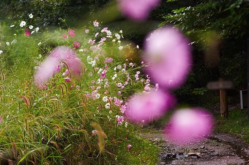 「秋影」秋桜小径