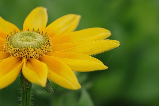 太陽の花