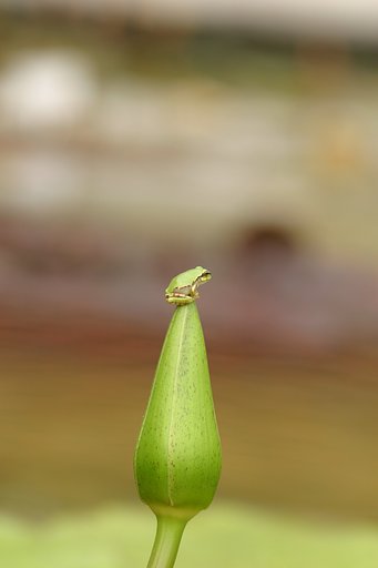 さて、高見の見物としゃれこむか・・・