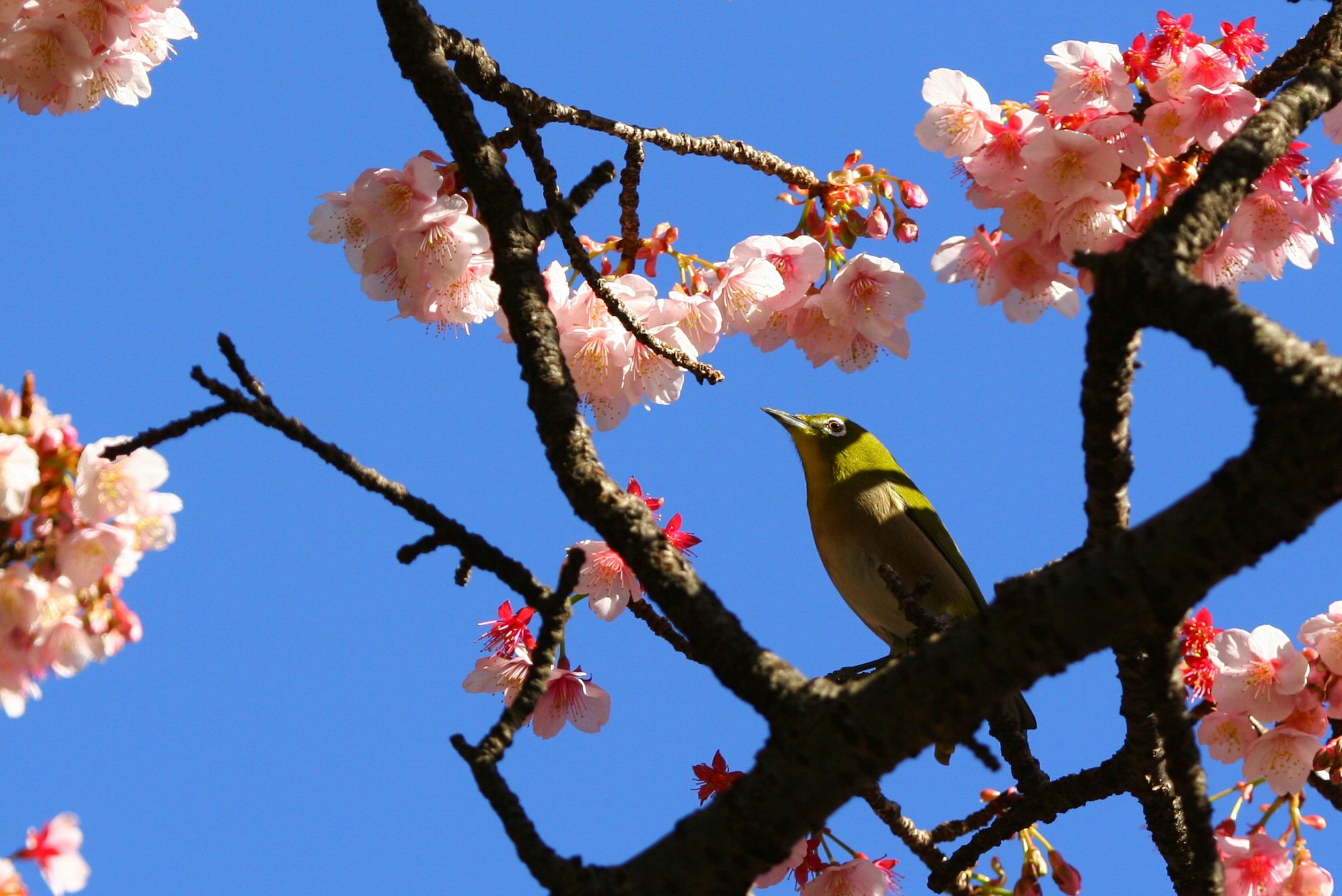 １月桜
