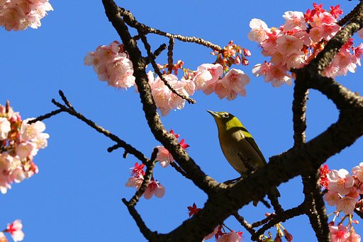 １月桜