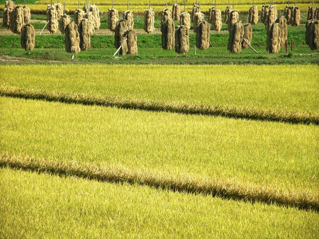 斜線な田んぼ