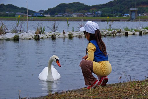 ハクチョウさん、かわいいね
