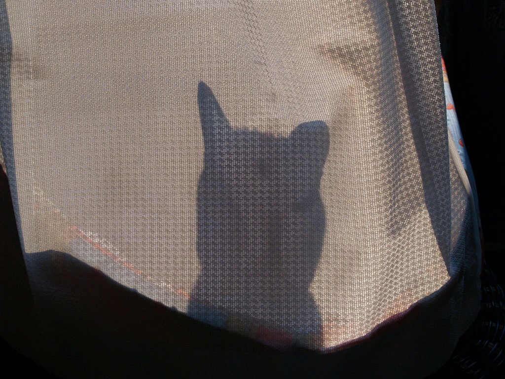 ねこさま