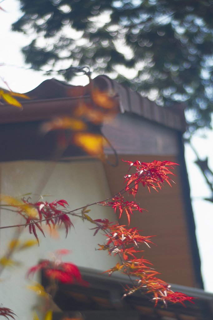 「秋影」全面紅葉ももうすぐ来よう