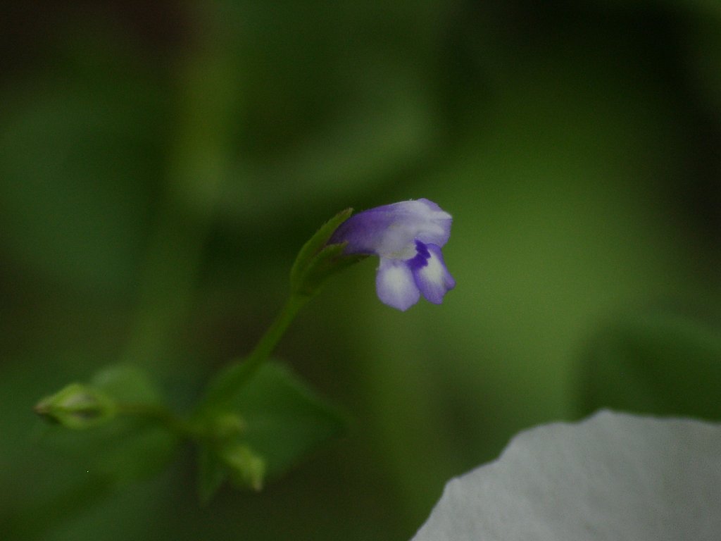 何でしょう？