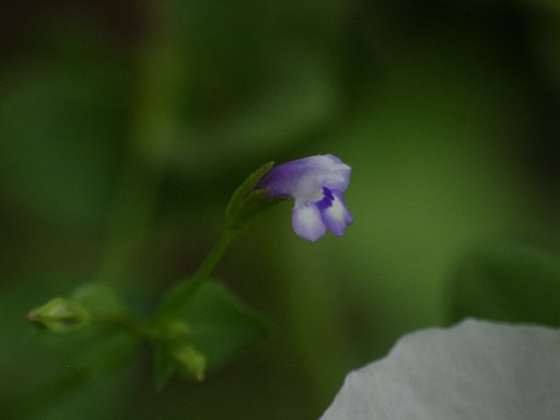 何でしょう？