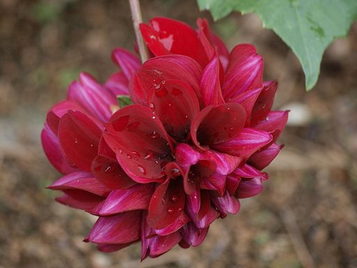 【秋影】深紅のダリヤ
