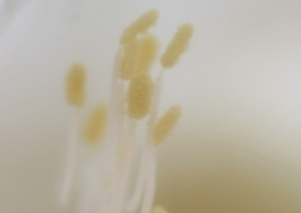 月下美人雌蕊