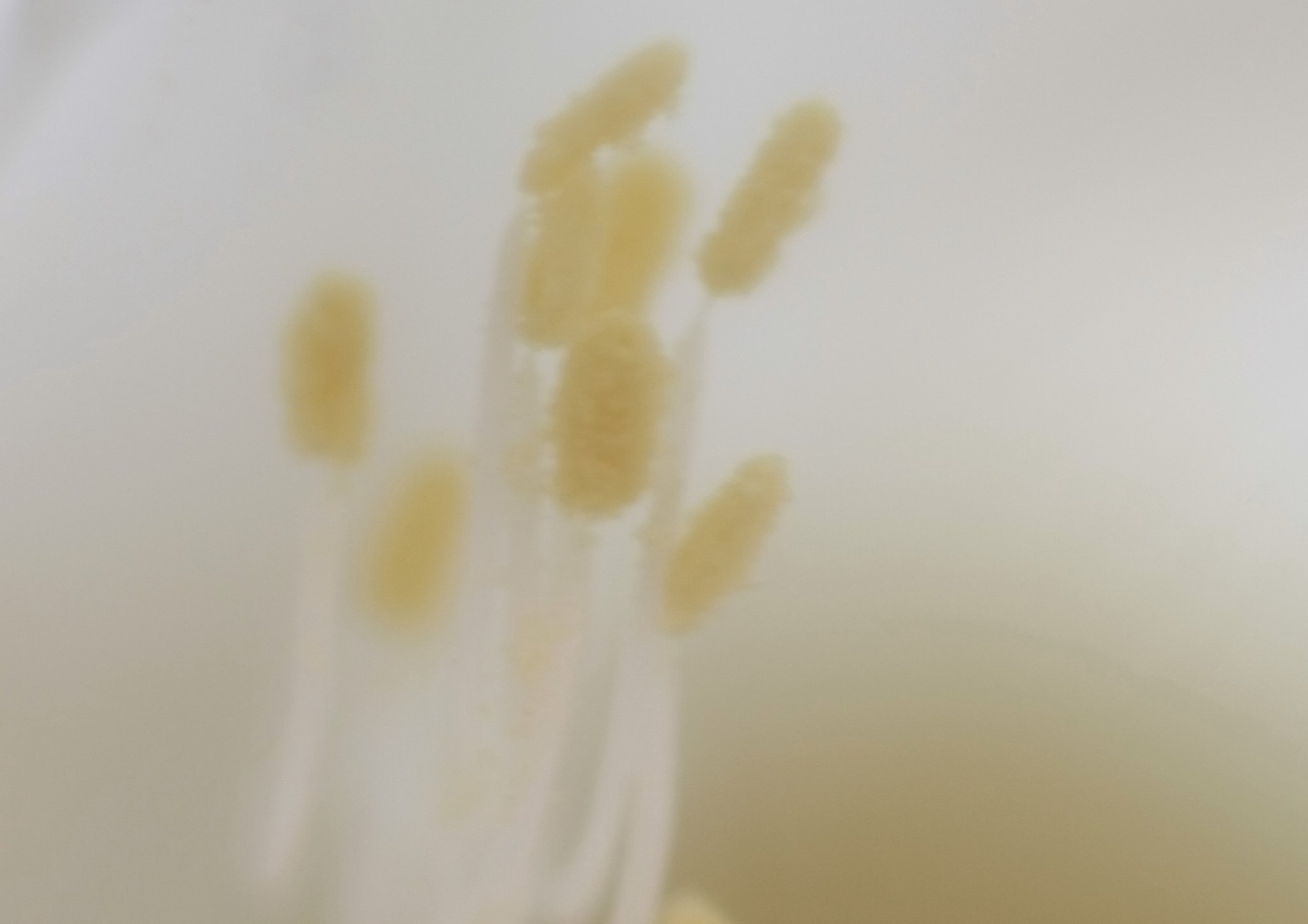 月下美人雌蕊