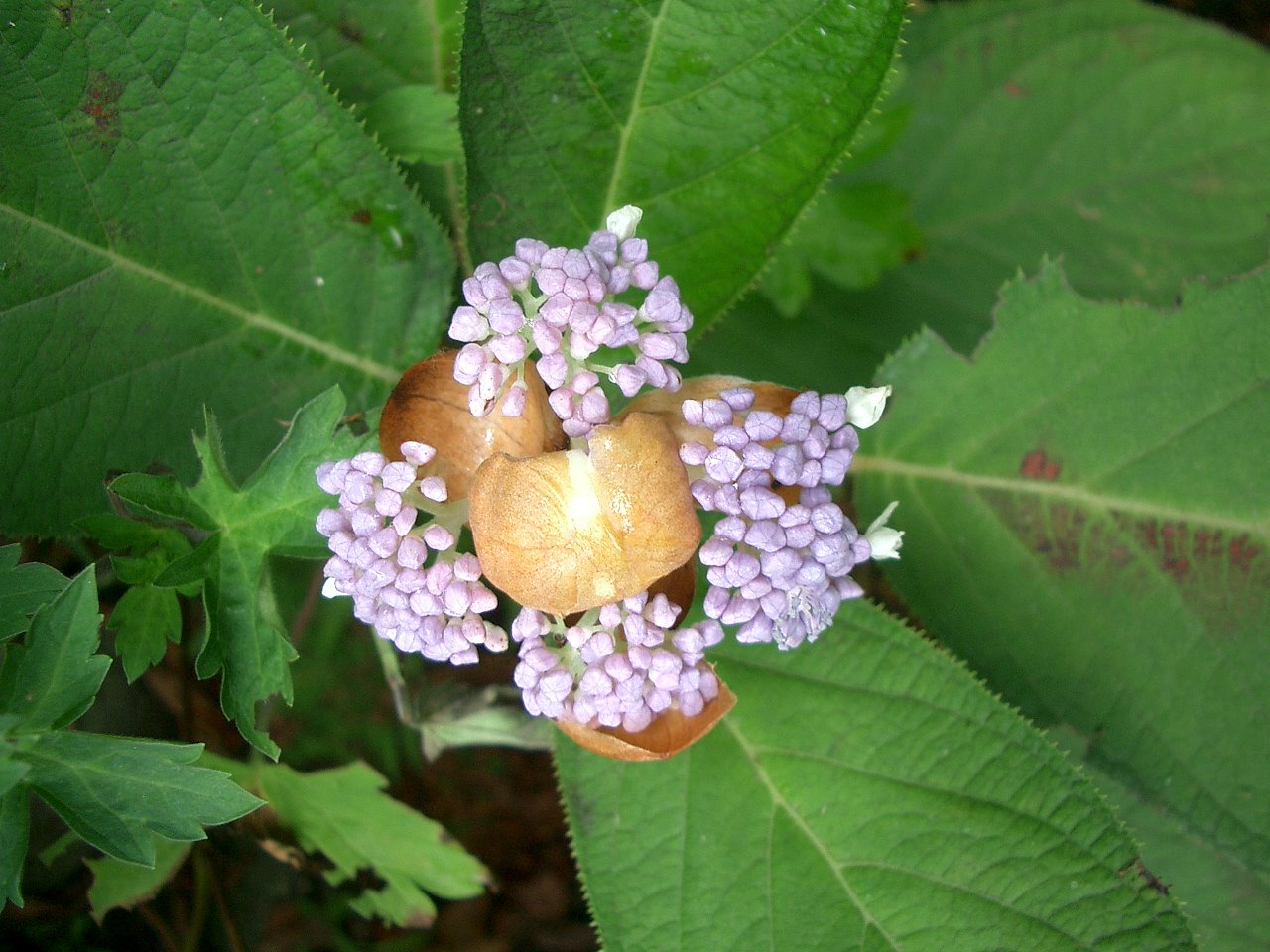 〜　玉紫陽花（半咲き）　〜