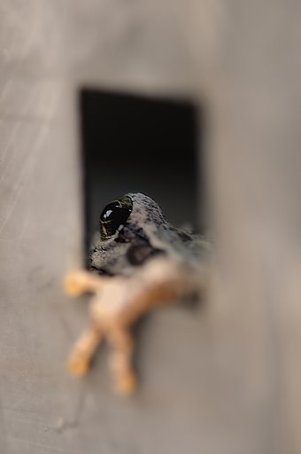 ケロヨン