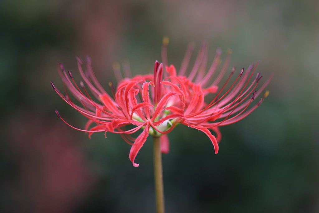 彼岸花