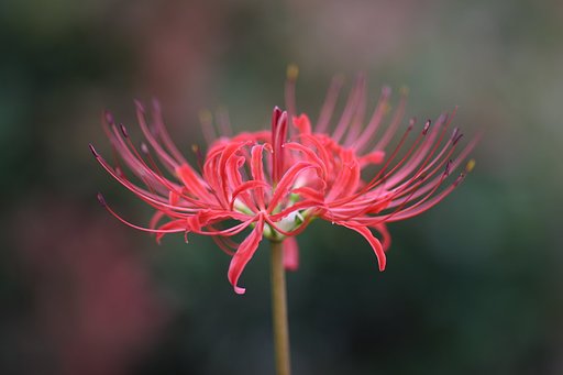 彼岸花
