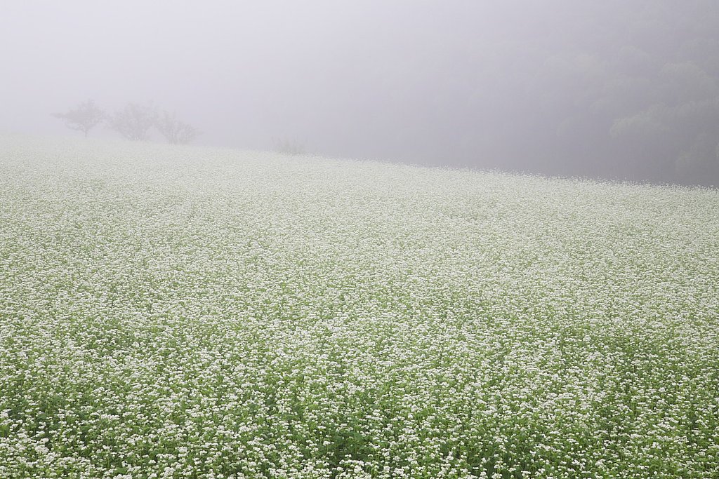 朝霧の中のソバ畑