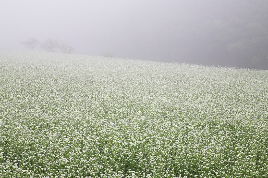 朝霧の中のソバ畑